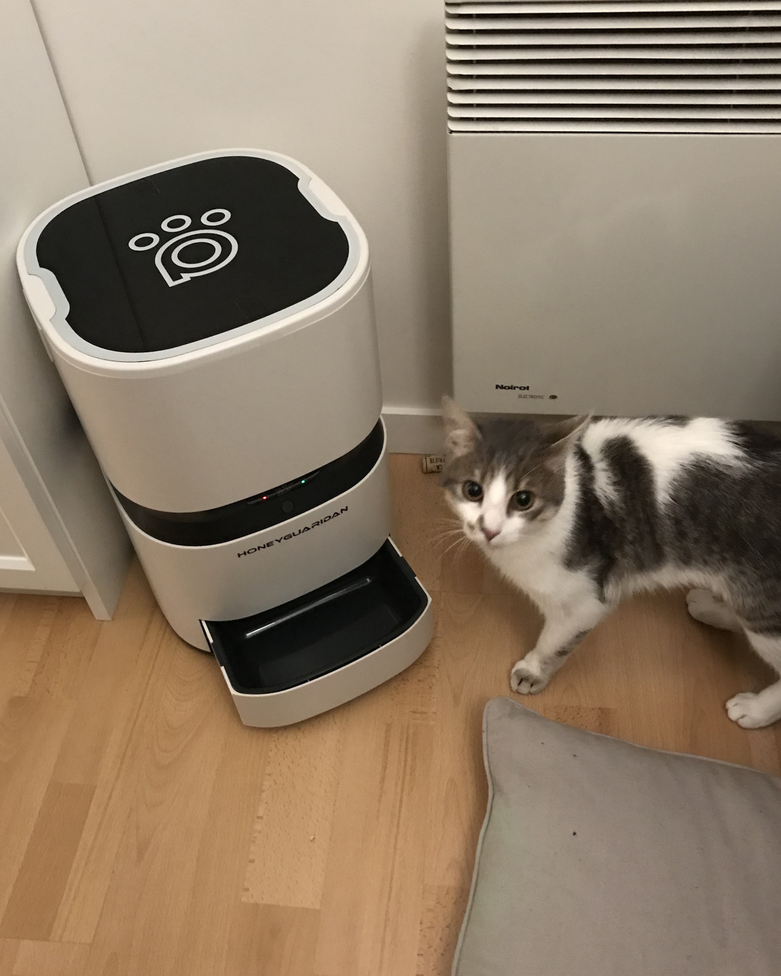 My cat, and his feeding machine